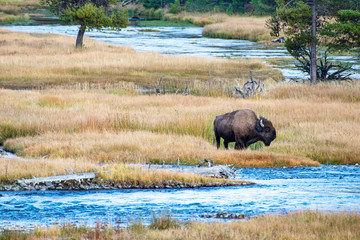 Buffalo in Tall Grass by River