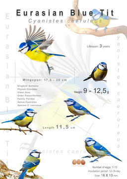 Bird Poster. Information about bird species. Isolated images. White background. Eurasian Blue Tit. Cyanistes caeruleus.