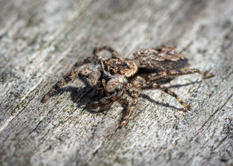 Tan Jumping Spider in Pearland!