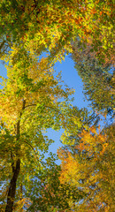 view from bottom up into autumnal tree crowns