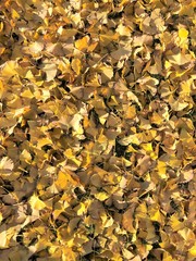 carpet of yellow leaves