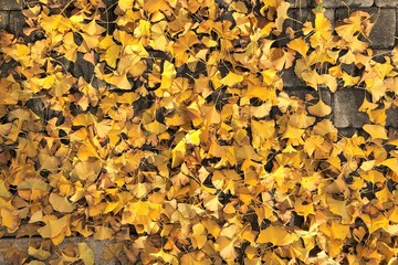 carpet of yellow leaves