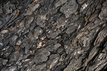 Weathered texture wood bark on large tree