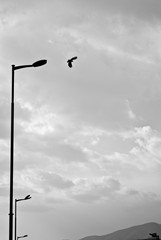 A bird flies in the cloudy air