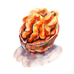 Walnut bright watercolor hand-drawn art painted illustration isolated object on white background.