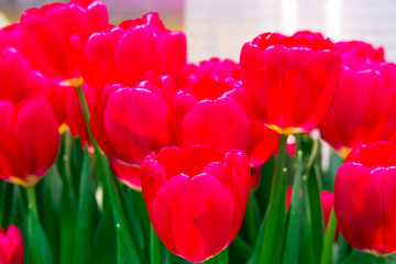 Beautiful red tulips (Red Power  species)