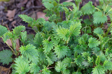 Young bright green leaves of nettle plant.Close up in blur.Concept of usefulness of plants in...