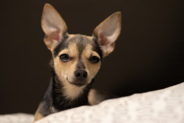 Dog toy terrier with big ears lies looking at the frame