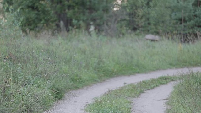 Girl rider rides a horse on a country road. Beautiful shots.