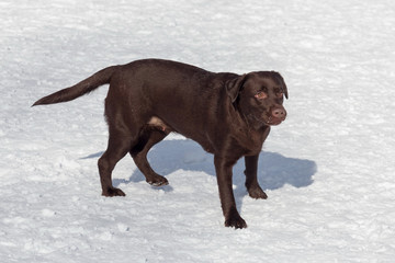 Chocolate labrador retriever is standing in the winter park. Pet animals.
