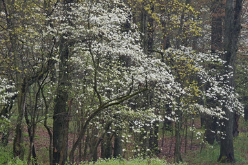 Spring landscape of dogwood trees in bloom, Barry State Game Area, Michigan, USA