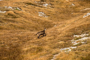 Singel chamois on a mountain pasture