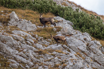 Chamoises standing on a mountain slope