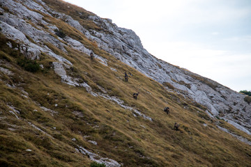 Chamois heard grazing on mountain pasture