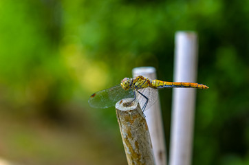 dragonfly on a leaf