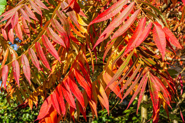 Rhus typhina (Staghorn Sumach, Anacardiaceae). Red, orange and yellow sumac leaves. Close-up. Nature concept for design. Natural texture pattern background.