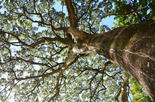 Jatoba tree native Brazilian tree in Goiania, Goias, Brazil 