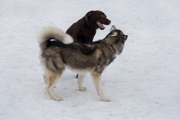 Siberian husky and labrador retriever are playing in the winter park. Pet animals.