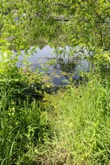 pond between green grass