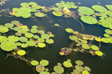 foliage in the pond