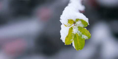 Snowy branches in seasonal winter wonderland
