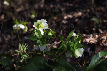 snowdrop flower in spring forest