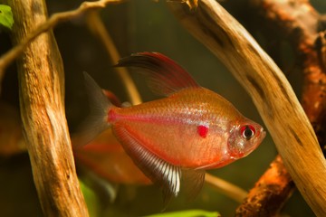 active male of bleeding heart tetra shows its breeding colors ready to spawn, Hyphessobrycon...