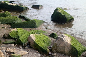 green moss on rocks in the water