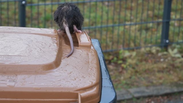 Eine wilde braune Wanderratte, Rattus norvegicus, springt von einer M&uuml;lltonne, 50fps
