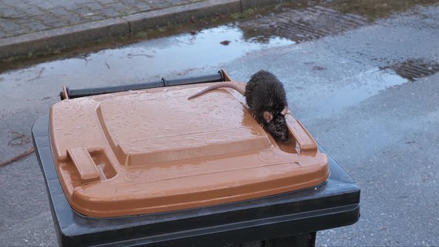 Eine wilde, braune Ratte, Rattus norvegicus, auf einer M&uuml;lltonne, mehrere Einstellungen, 50fps