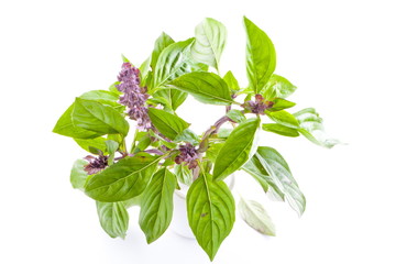 bazylia, listki, kwiat © Joanna