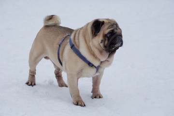 Cream-colored chinese pug is standing on a white snow in the winter park. Pet animals.