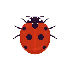 ladybug, ladybird. vector icon on a white background.