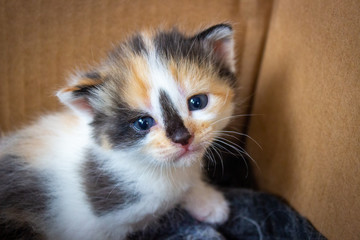 Close-up of a tricolor cute kitten. black-red-white that sits in a box