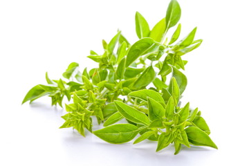 Gałązka bazylii © Joanna