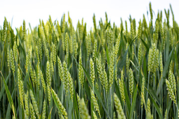 the average plan of a wheat field, young shoots of wheat and cereals, a wheat field