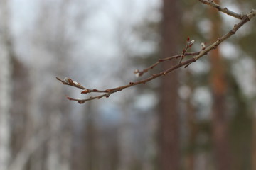 spring comes the buds of the trees swell and bloom