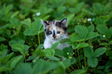 The average plan of a tricolor cute kitten. black-red-white, which sits in the leaves of strawberries in the grass