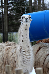 Les lamas au zoo © fcaplette