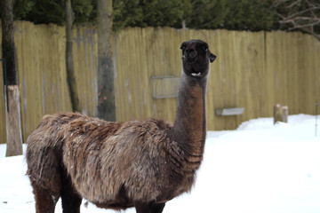 Les lamas au zoo © fcaplette