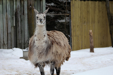 Les lamas au zoo © fcaplette