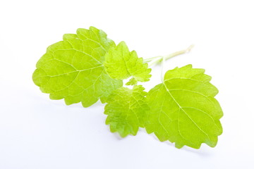 mięta, bazylia, apetizery, zioła, jadalne, dodatki © Joanna