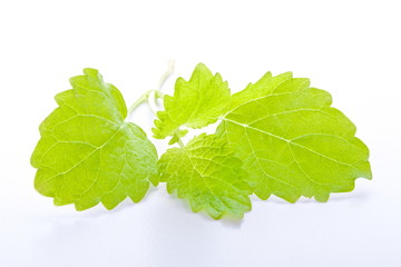 mięta, bazylia, apetizery, zioła, jadalne © Joanna