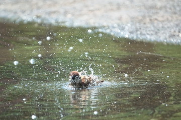 スズメの水浴び