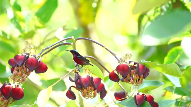 Van Hasselt's Sunbird eating nectar the flower.(Scientific name :Leptocoma sperata)