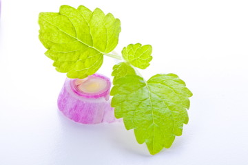 Listek i cebula © Joanna