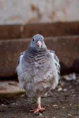 Pigeon bird sitting chill and looking 