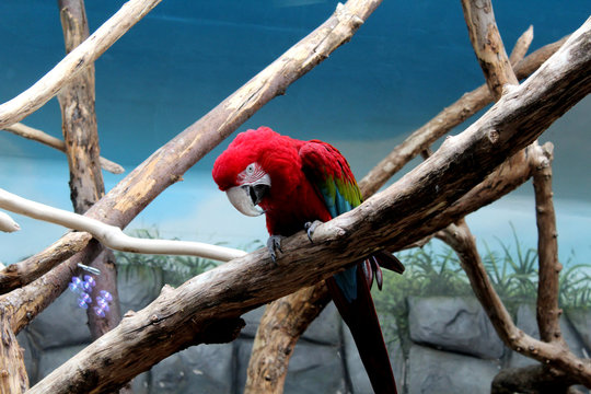Les perroquets au zoo