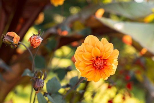 Orange Flowers In The Garden