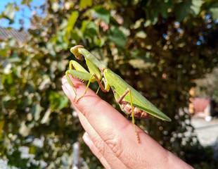 female mantis, a predatory mantis insect on a human hand.